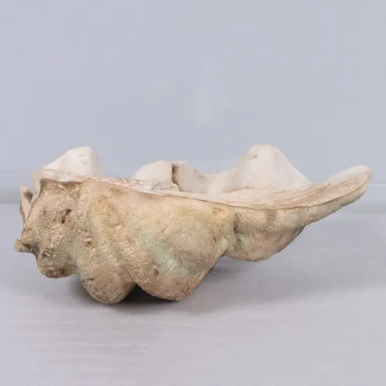 Clam Sea Shell Life Size Statue {4}