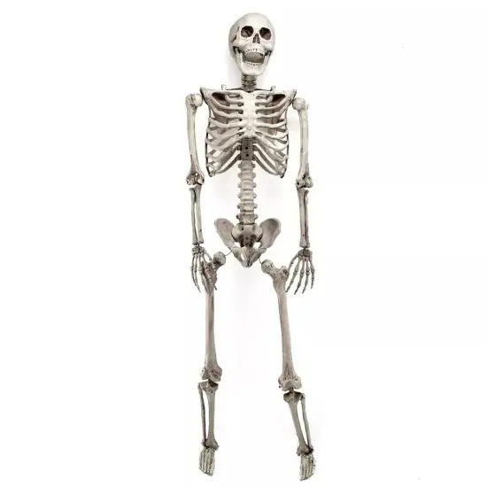 5.6Ft Halloween Skeleton Full Life Size Human Skull Holiday Tricky Haunted Props {1}