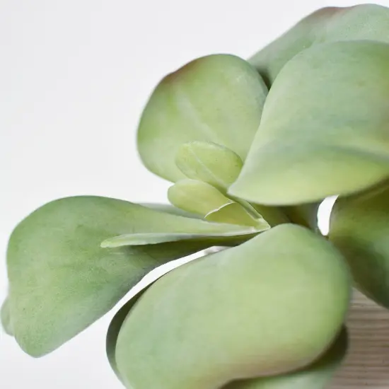 6" Faux Green\Gray Kalanchoe Succulent Pick {4}