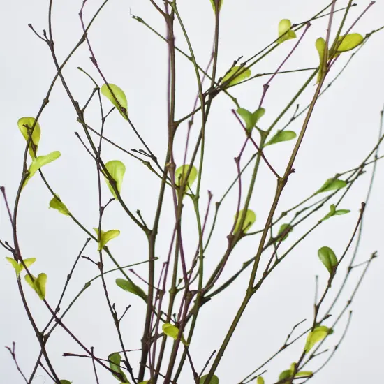 26" Branches with Faux Green Leaves {1}