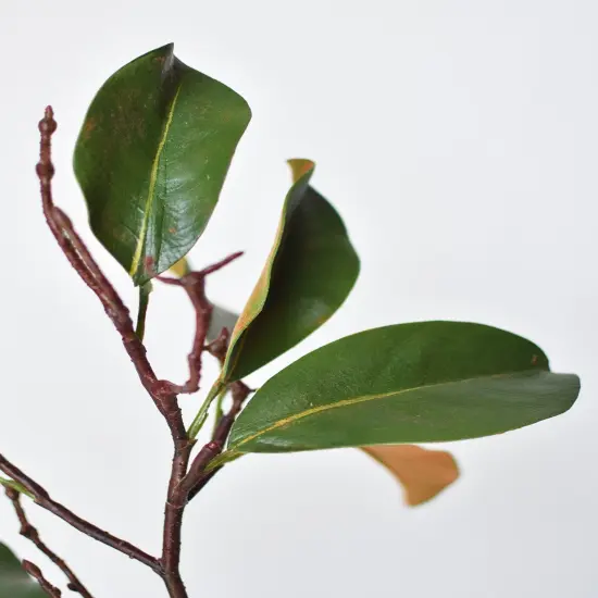 26" magnolia leaf branch {6}