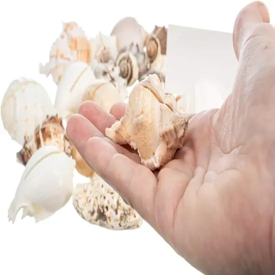 Sea Shell Placecard Holder Set | Cut Shells for Beach Wedding Place Cards {1}