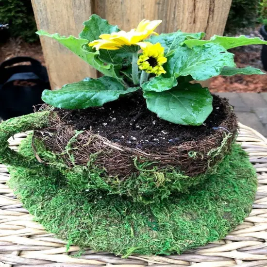 6" Coffee Cup Planter - Natural MOSS & Wicker {4}