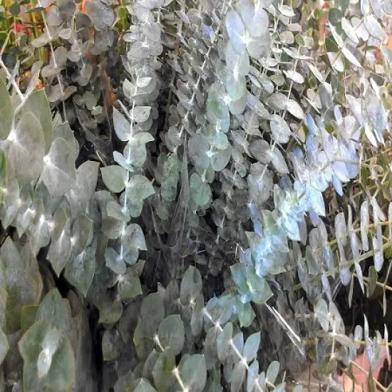 Eucalyptus Fragrance Oil (Our Version of the Brand Name) (32 oz Bottle) for Candle Making, Soap Making, Tart Making, Room Sprays, Lotions, Car Fresheners, Slime, Bath Bombs, Warmers&hellip; {2}