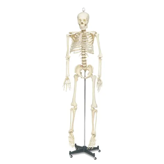 Life Sized Skeleton - x 66" {1}