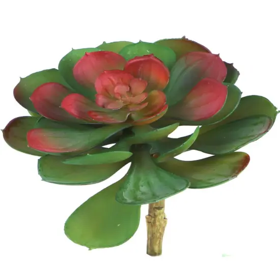 12-Pack: Green & Burgundy Crassulaceae Plant, 5.5" Wide by Floral Home&reg; {1}