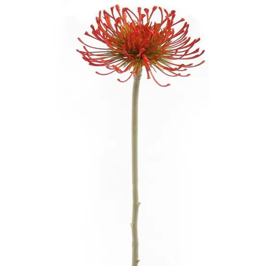 12-Pack: Real Touch Vibrant Orange Protea Stem, Floral Home by Artificial Flowers {1}