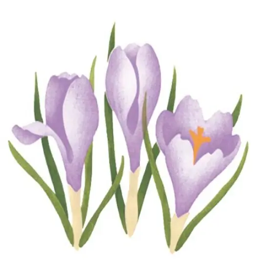 Spring Crocus Flower Wall Stencil | 505R by Designer Stencils | Floral Stencils | Reusable Art Craft Stencils for Painting on Walls, Canvas, Wood | Reusable Plastic Paint Stencil for Home Makeover | Easy to Use & Clean Art Stencil {1}