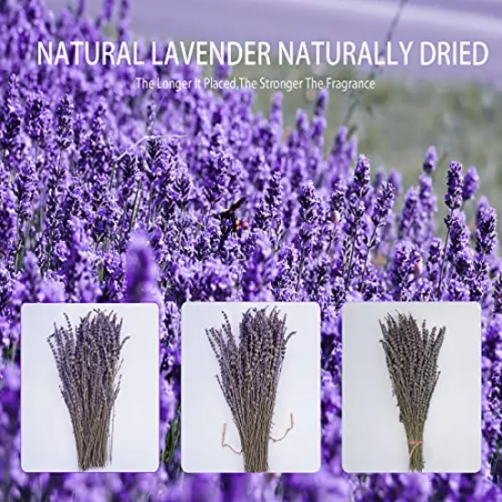 2 Bundles Dried Lavender Bundles, Uieke Natural Dried&nbsp;Lavender&nbsp;Flowers 280-300 Stems 16&ldquo; for Home Weeding Decoration Flower Arrangements Home Fragrance {6}