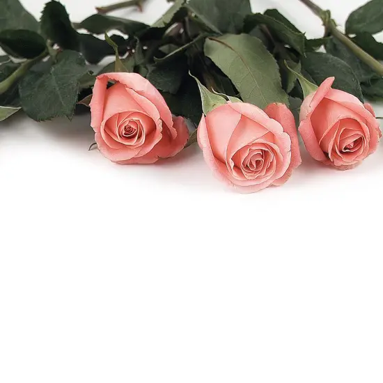 Great Papers! Pink Rose Petals Stationery Letterhead, Invitations and Announcements, Printer Friendly, 8.5"x11", 80 Pack {2}