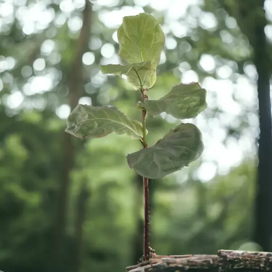 12-Pack: Fiddle Leaf Fig Spray with Silk Leaves, Floral Home by Artificial Flowers {3}