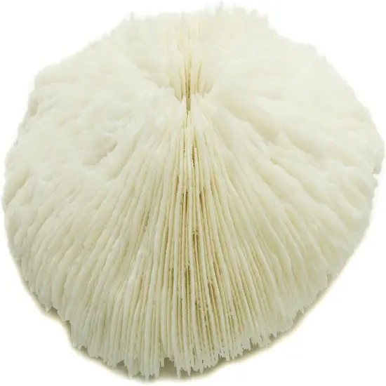 Mushroom Sea Coral | White Real Mushroom Coral 3&rdquo;-4&rdquo; (1 Piece) | Aquarium Ornament for Decoration {4}
