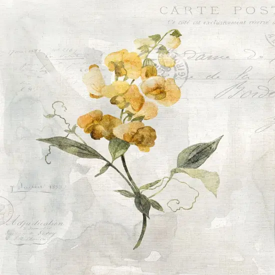 Canary Linen Sweetpea Poster Print by Carol Robinson - Item # VARPDX41248 {1}