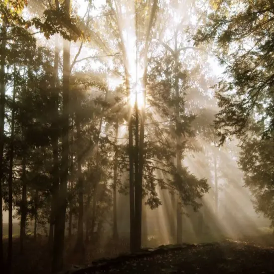 A New Day II Poster Print by Ann Dahlgren - Item # VARPDX12848 {1}