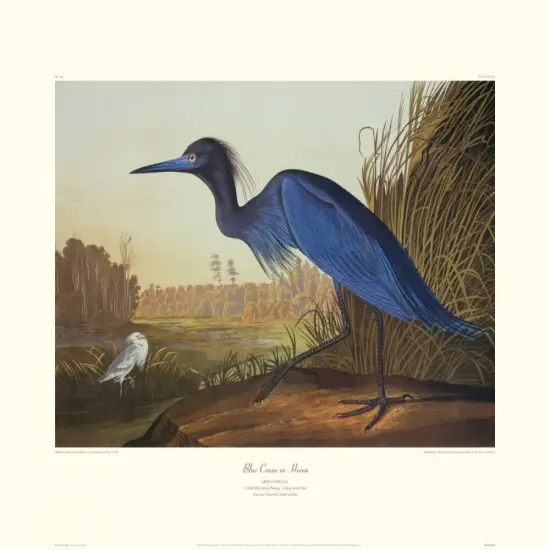 Blue Crane Or Heron Poster Print by John James Audubon - Item # VARPDX132744 {1}
