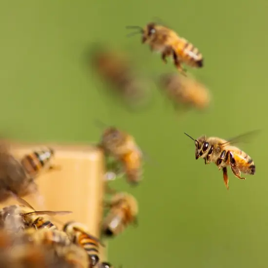 Stoney Acres Beekeeping Screen Base, Assembled, for 10 Frame Honeybee Hive Beehive, Amish Made {5}
