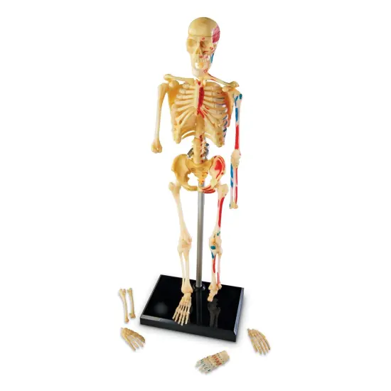 Human Skeleton Model, 41 Pieces {3}
