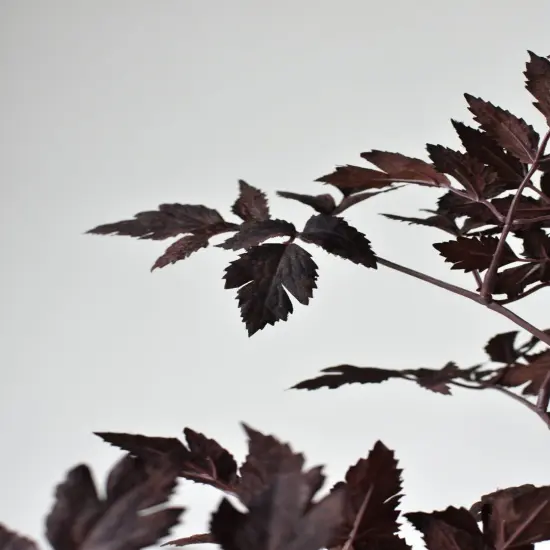 31" Faux Cimicifunga Ramosa Stem: Plum {4}