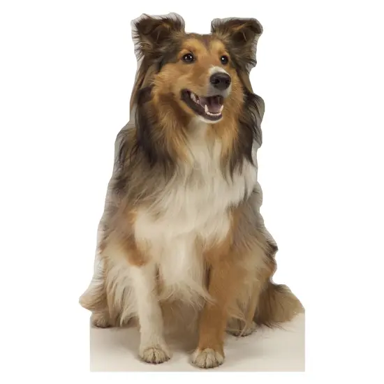 Collie Dog {1}