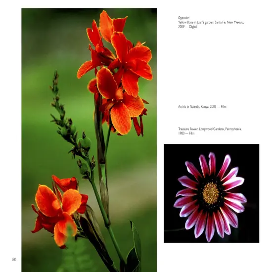 The Art of Flower Photography {3}