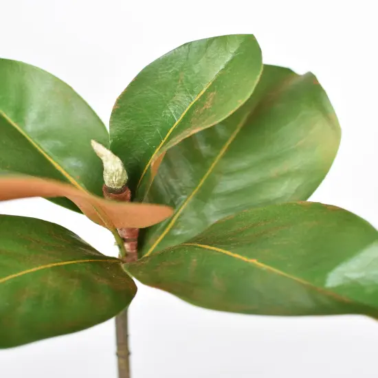 14" Faux Magnolia Leaf Stem {2}