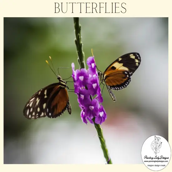 Butterfly Collection- Set of 4Stunning Imagesincluded {3}