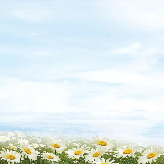 Great Papers! Daisy Day Stationery Letterhead, Invitations and Announcements, Printer Friendly, 8.5"x11", 80 Pack {1}