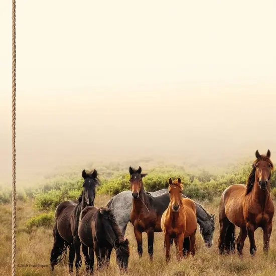 Great Papers! Horse Meadow Stationery Letterhead, Invitations and Announcements, Printer Friendly, 8.5"x11", 80 Pack {2}