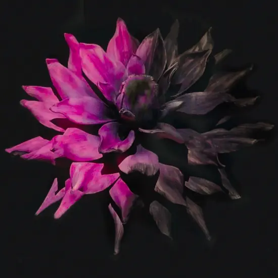 Universal Magic Paints Thermochromic Heat Sensitive for Secret Messages Color Changing T-Shirts & Shoes Black to pink {4}