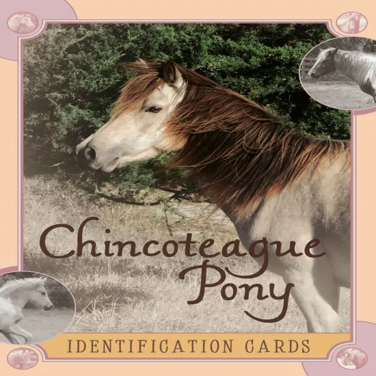 Chincoteague Pony Identification Cards {1}