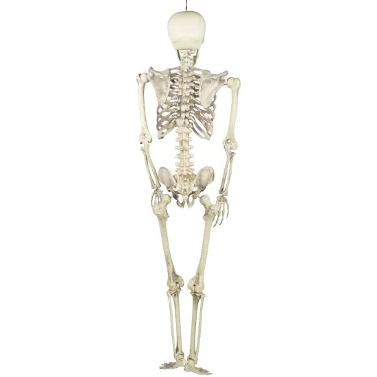 Northlight Life Size Skeleton Halloween Hanging Decoration - 5' Ivory {6}