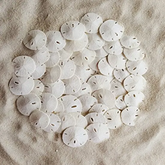 50 Pack Small Natural White Sand Dollars - Wedding - Sea Shell Craft 1 1/4" to 1 1/2" - Hand Picked and Professionally Packed {1}