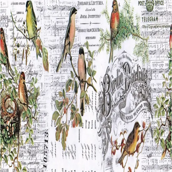 Idea-Ology Collage Paper 6"X6yds-Aviary {2}