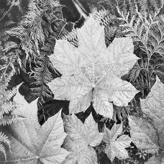 Leaves, Glacier National Park, Montana - National Parks and Monuments, 1941 Poster Print by Ansel Adams - Item # VARPDX460737 {2}