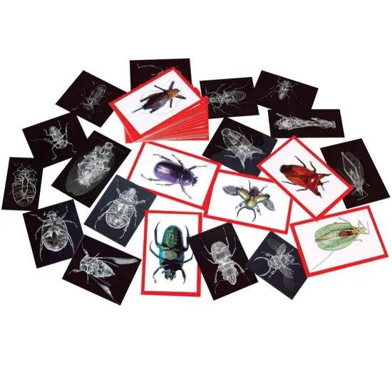 Insect X-rays and Picture Cards, Pack of 36 {3}