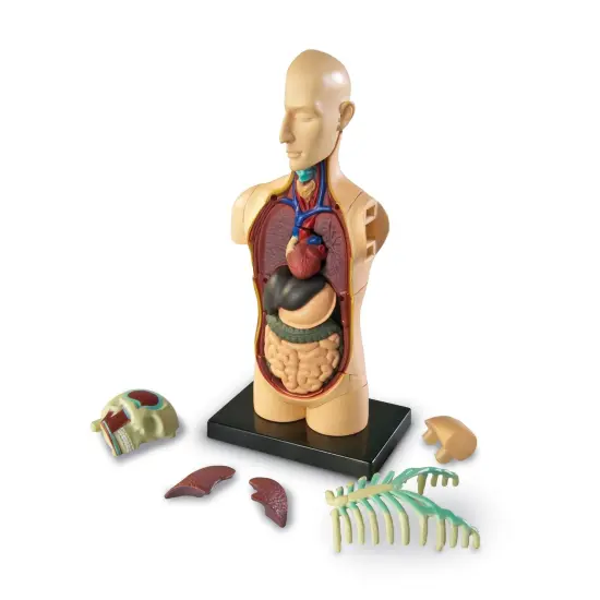 Human Body Anatomy Model, 31 Pieces {3}