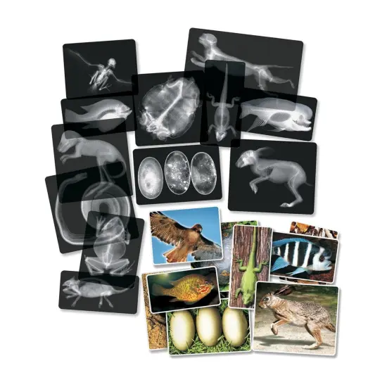 Animal X-Ray Set, Set of 14 {1}