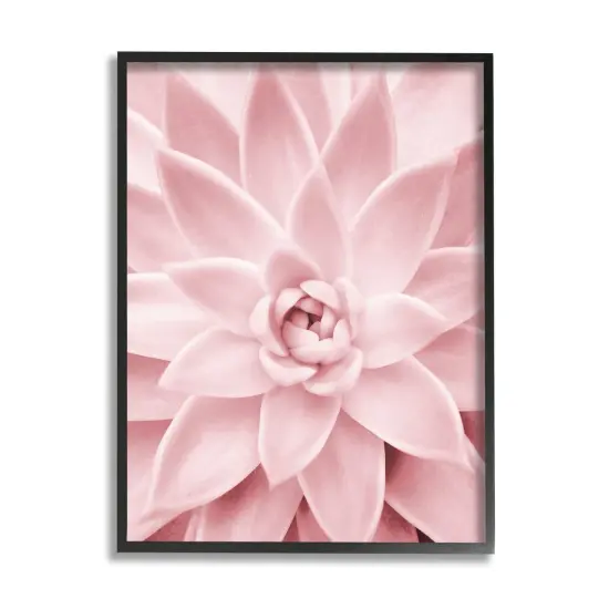 Stupell Industries Pastel Pink Succulent Framed Giclee Art Black Frame {1}