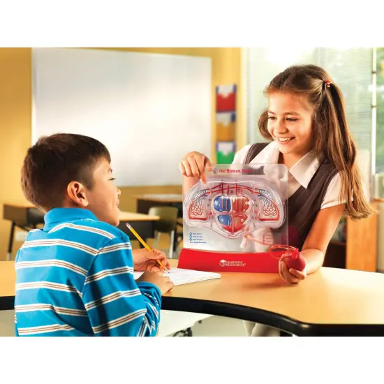 Pumping Heart Model {3}