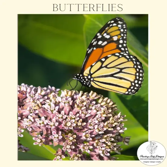 Butterfly Collection- Set of 4Stunning Imagesincluded {4}