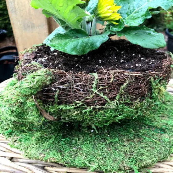 6" Coffee Cup Planter - Natural MOSS & Wicker {3}