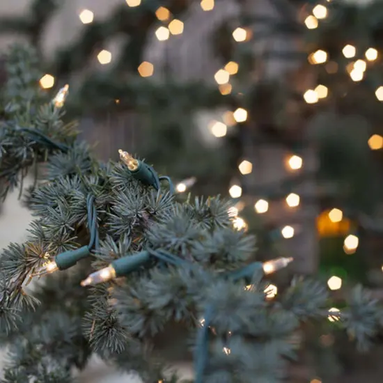 41w 100 Clear Mini Lights with Green Wire in 6-in Spacing {6}