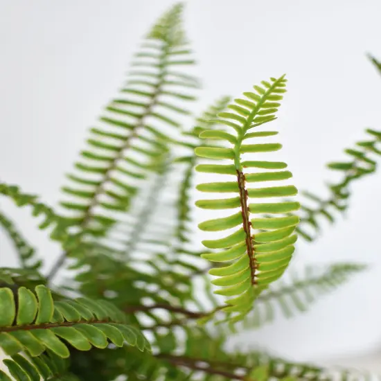 17" Faux Green Boston Fern Bush {5}