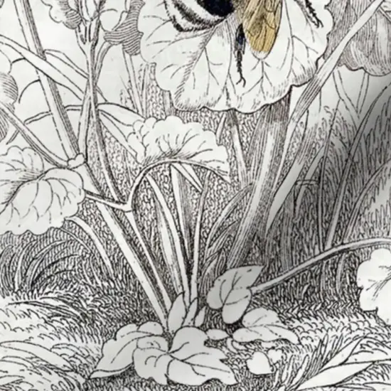 Various Fabrics by the Yard or Fat Quarter Bee Honey Floral Flowers Vintage Antique Illustration Pencil Drawing Flower Sketch Honeybee Custom Printed Fabric by Spoonflower {7}