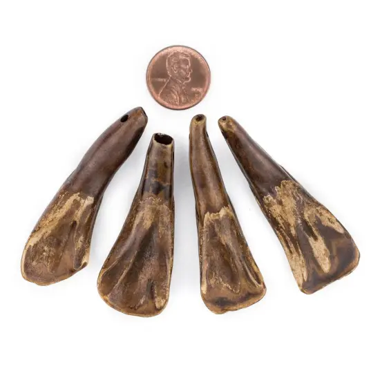 TheBeadChest Brown Water Buffalo Tooth Pendants Set of 4 Nepal Bone Large Hole {2}