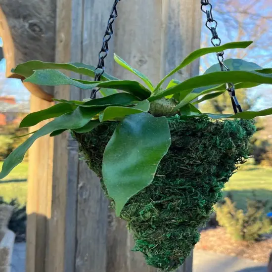 6" MOSS Hanging Basket - Circle Cone {2}