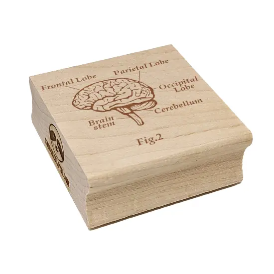 Brain Anatomy Science Figure Square Rubber Stamp for Stamping Crafting {2}