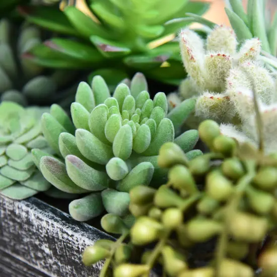 12 Pack Bulk Large Assorted Realistic Artificial Faux Succulents Aloe Plants Realistic Fake Succulent Plants, Largest Set of Succulents {3}