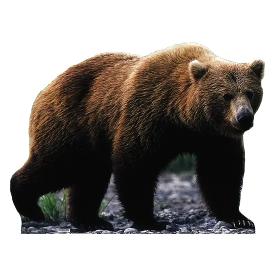 Grizzly Bear {1}