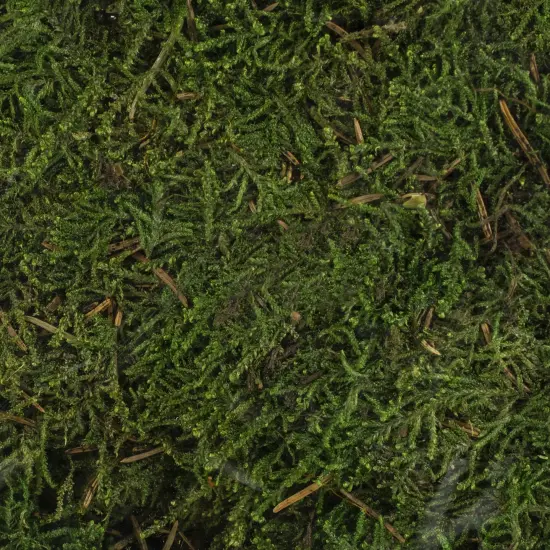 Quality Growers Preserved Sheet Moss-112.5 Cubic Inches {2}